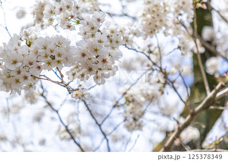 白い桜 125378349