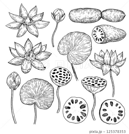 Set of lotus flowers, roots, buds and leaves. Hand-drawn black and white vector illustration. Set of lotus flowers, roots, buds and leaves. Hand-drawn black and white vector illustration. 125378353