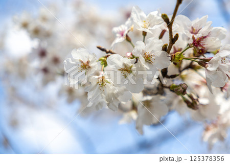 青空に映える桜 青空に映える桜 125378356