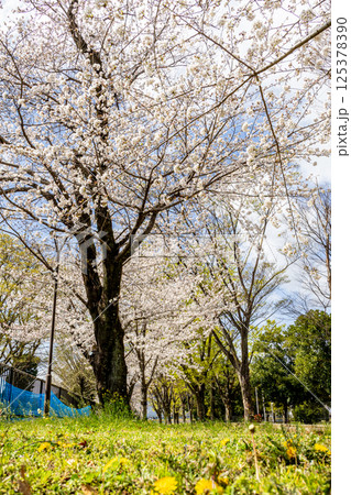 桜のある風景 桜のある風景 125378390