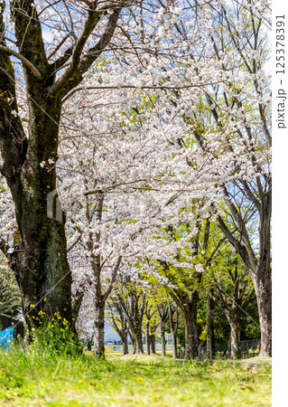桜のある風景 桜のある風景 125378391