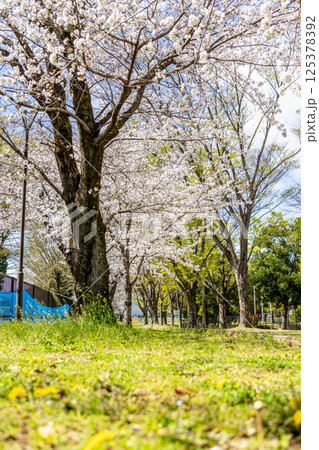 桜のある風景 桜のある風景 125378392