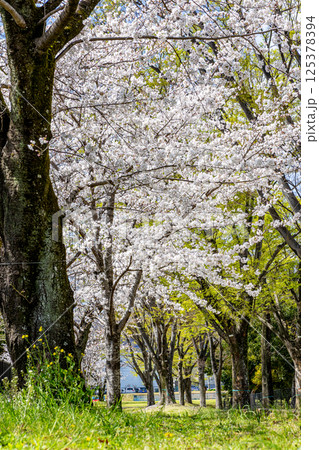 桜のある風景 桜のある風景 125378394
