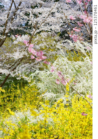 春の花・咲き乱れる桃源郷1 125378461