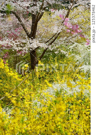 春の花・咲き乱れる桃源郷2 春の花・咲き乱れる桃源郷2 125378462