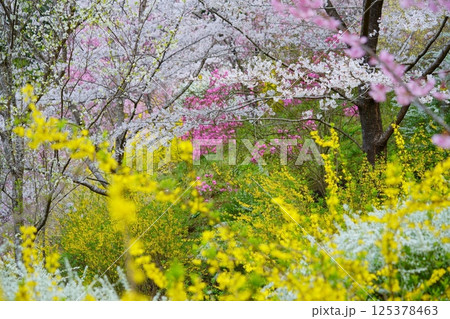 春の花・咲き乱れる桃源郷3 春の花・咲き乱れる桃源郷3 125378463