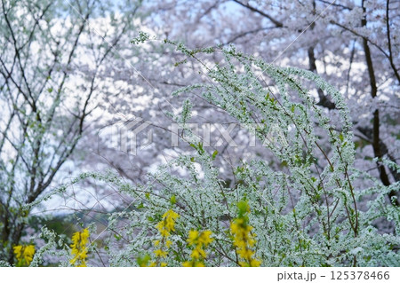 春の花・咲き乱れる桃源郷7 125378466