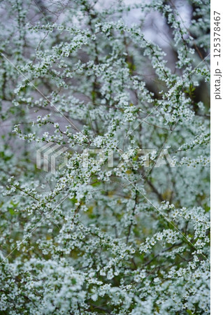 春乱舞・咲き乱れるユキヤナギ1 125378467