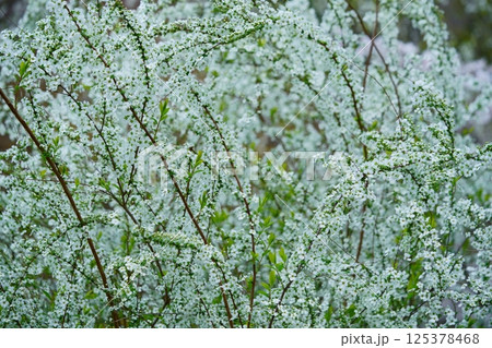 春乱舞・咲き乱れるユキヤナギ3 125378468