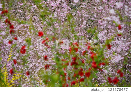 春爛漫・ハナモモの木3 125378477