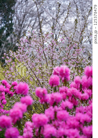 春爛漫・吉野ツツジと花桃・桜背景3 125378479