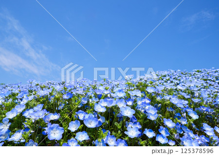 国営ひたち海浜公のネモフィラ 125378596