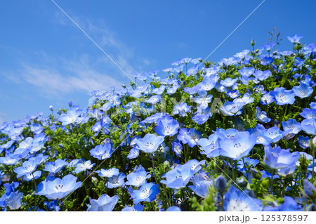 国営ひたち海浜公のネモフィラ 125378597