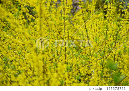 春乱舞・咲き乱れるレンギョウの花1 春乱舞・咲き乱れるレンギョウの花1 125378721