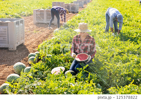 Woman harvesting watermelons on fruit farm 125378822