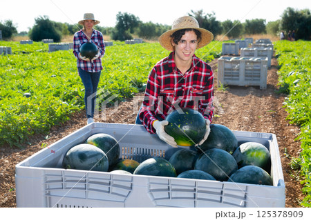 Woman harvesting watermelons on fruit farm 125378909