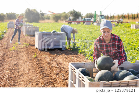 Farm worker putting harvested watermelons in container 125379121