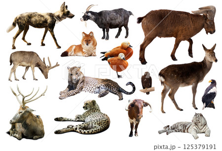 asia animals isolated 125379191