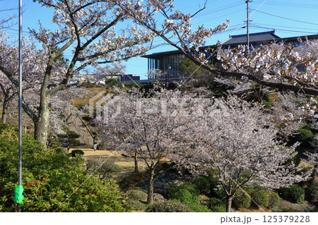 【広島県】桜咲く春の千光寺公園 【広島県】桜咲く春の千光寺公園 125379228