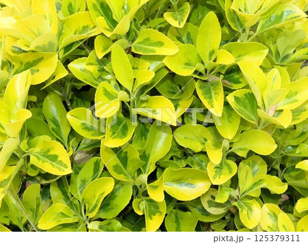 金色まさき 金色まさき 125379311