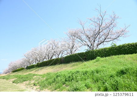 河川敷に咲く満開の桜並木 河川敷に咲く満開の桜並木 125379611