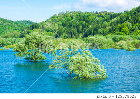 白川湖の水没林 白川湖の水没林 125379625