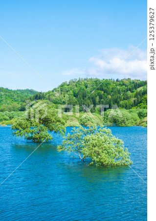 白川湖の水没林 125379627