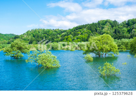 白川湖の水没林 白川湖の水没林 125379628