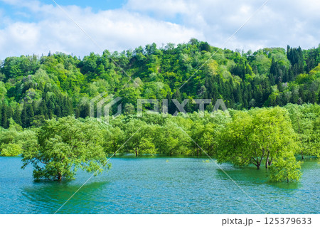 白川湖の水没林 125379633