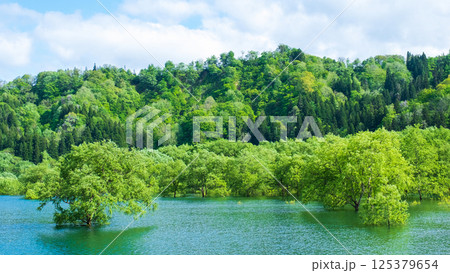 白川湖の水没林 125379654