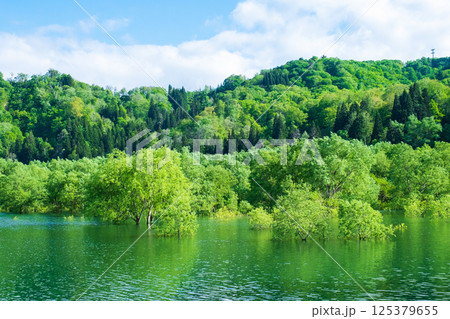 白川湖の水没林 白川湖の水没林 125379655