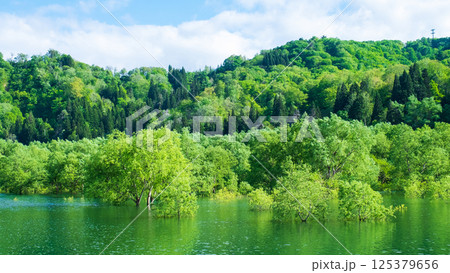 白川湖の水没林 125379656