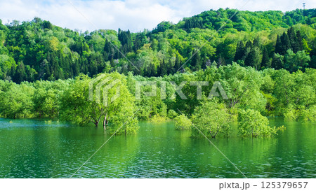 白川湖の水没林 125379657