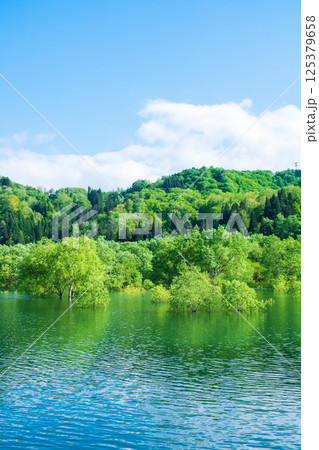 白川湖の水没林 白川湖の水没林 125379658