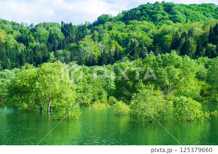 白川湖の水没林 125379660