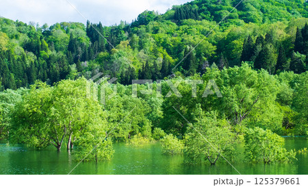 白川湖の水没林 125379661