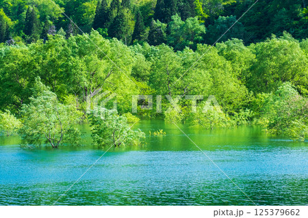 白川湖の水没林 125379662