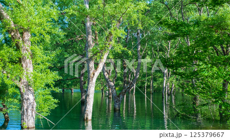 白川湖の水没林 125379667