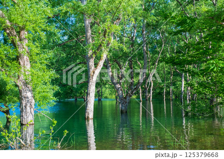 白川湖の水没林 125379668