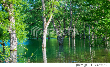 白川湖の水没林 白川湖の水没林 125379669