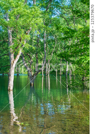 白川湖の水没林 125379670