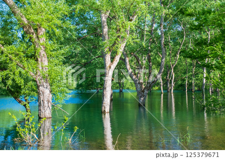 白川湖の水没林 125379671