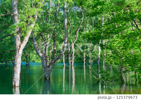 白川湖の水没林 125379673