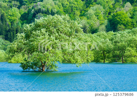 白川湖の水没林 125379686