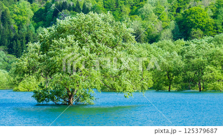 白川湖の水没林 125379687