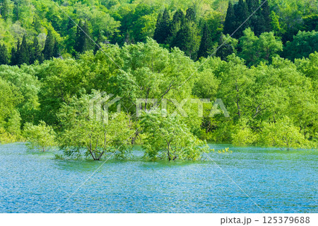 白川湖の水没林 125379688