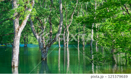 白川湖の水没林 125379689