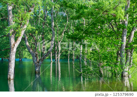 白川湖の水没林 125379690