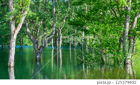 白川湖の水没林 125379692