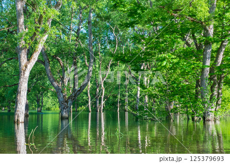 白川湖の水没林 125379693